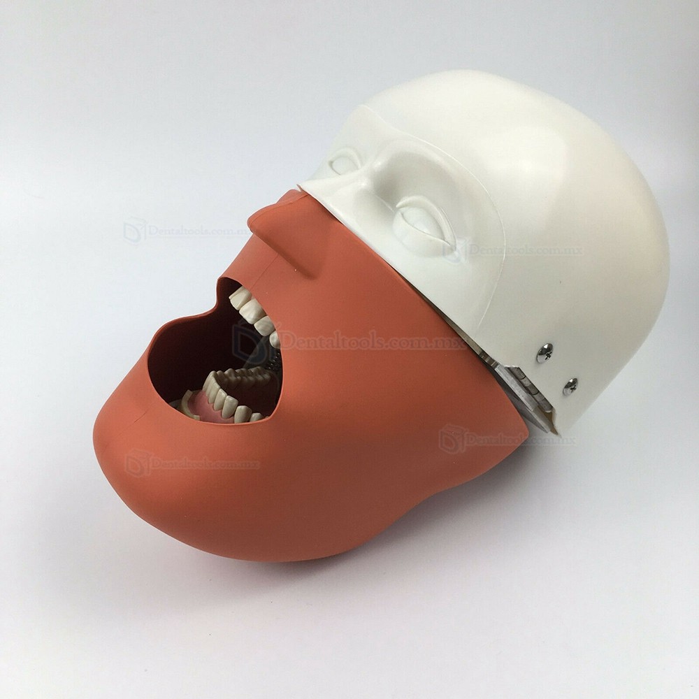 Jingle JG-C1 Fantoma Dental Maniquí Completo Tipodonto Compatible con Nissin Kilgore / Frasaco Tipo de Abrazadera